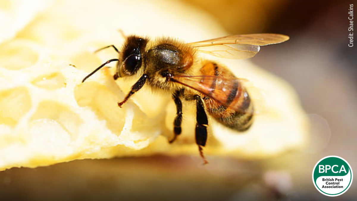 Western honey bee Apis mellifera identification in the UK Western honey bee Apis mellifera identification in the UK